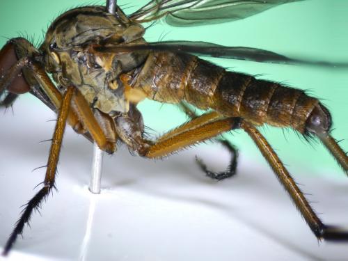 Empis sp.